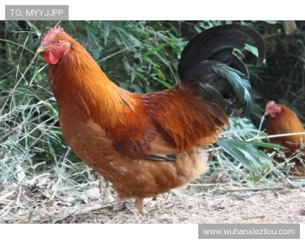 一人两用坎塞洛激活巴萨后防